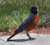 Robin