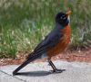 Robin by Neil Macleod