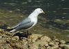 Seagull by Neil Macleod