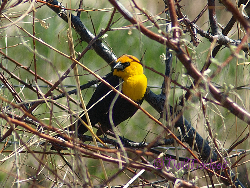 Yellow Head Black Bird