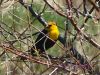 Yellow Head Black Bird
