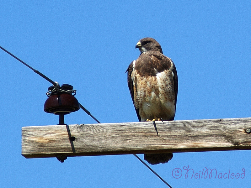 Hawk