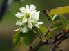 Blossoms by Neil Macleod