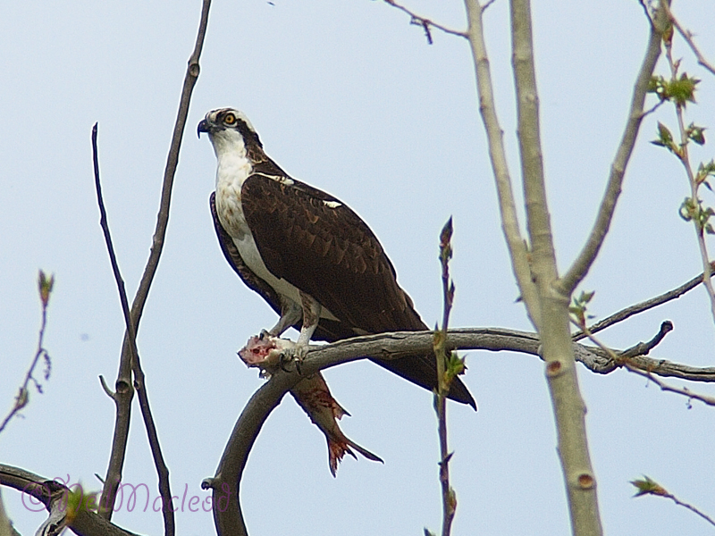 Osprey