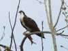 Osprey by Neil Macleod