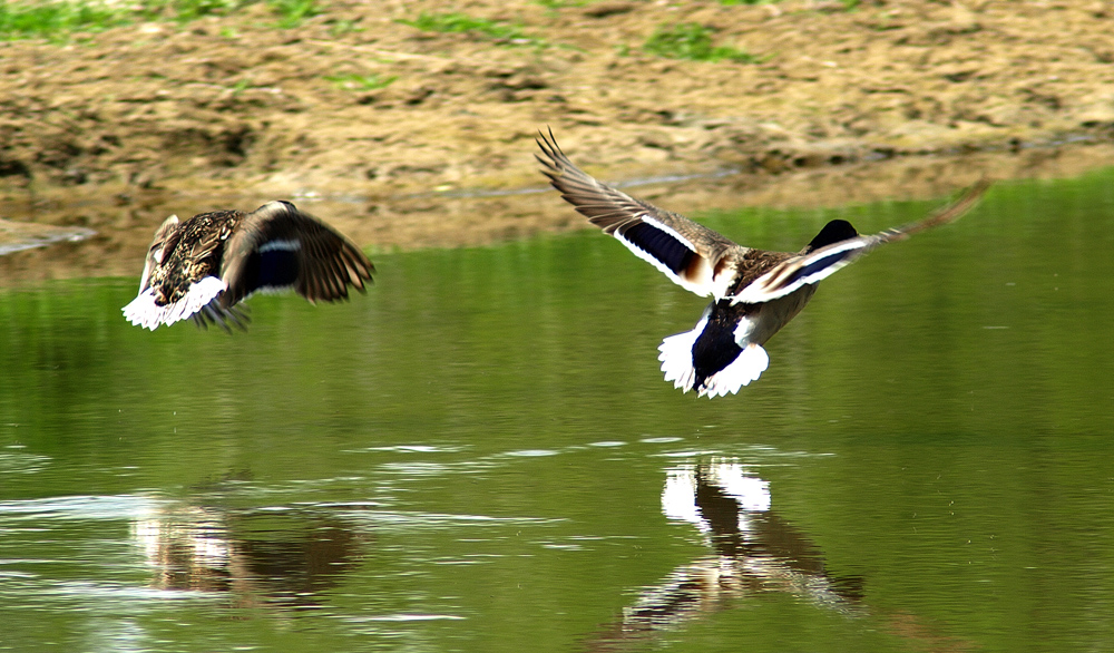 Duck Pair