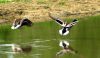 Duck Pair by Neil Macleod