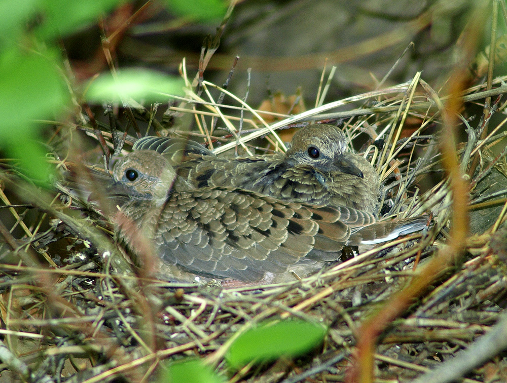 Morning Dove Chicks