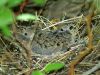 Morning Dove Chicks