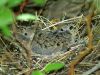 Morning Dove Chicks by Neil Macleod