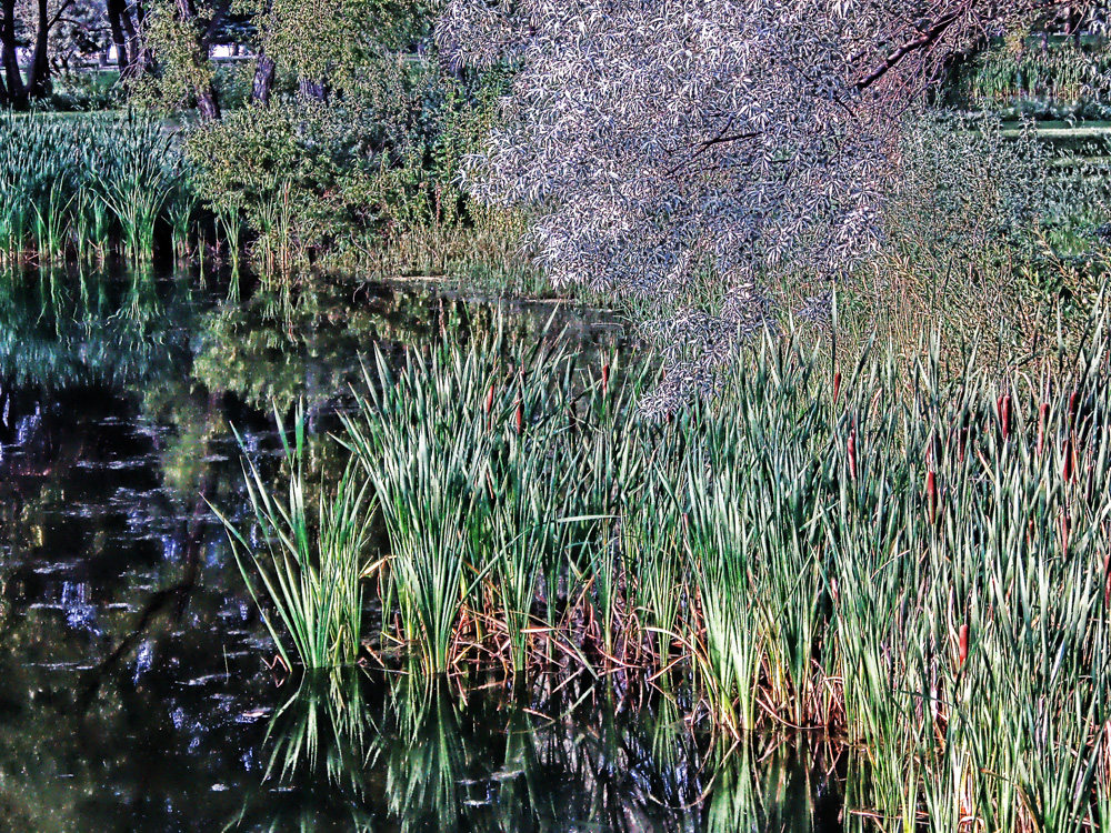 Cultural Center Pond