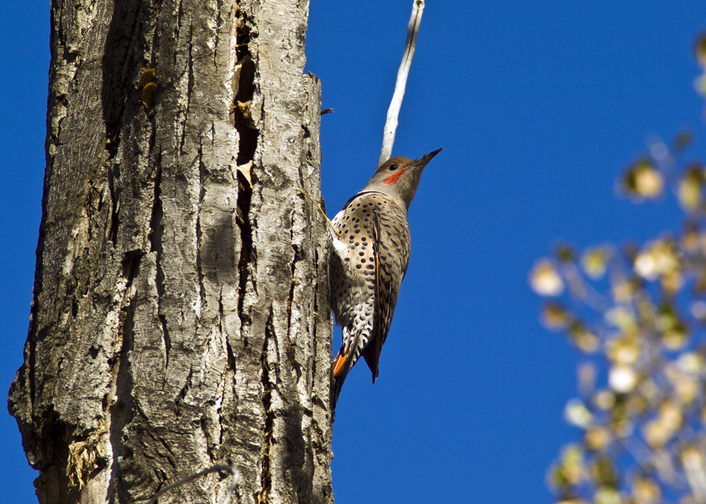 Woodpecker