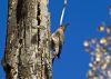 Woodpecker