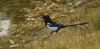 Magpie