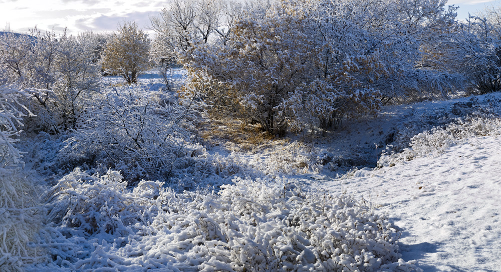 Winter Day