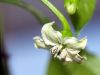 Capsicum by Neil Macleod