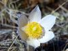 Crocus by Neil Macleod