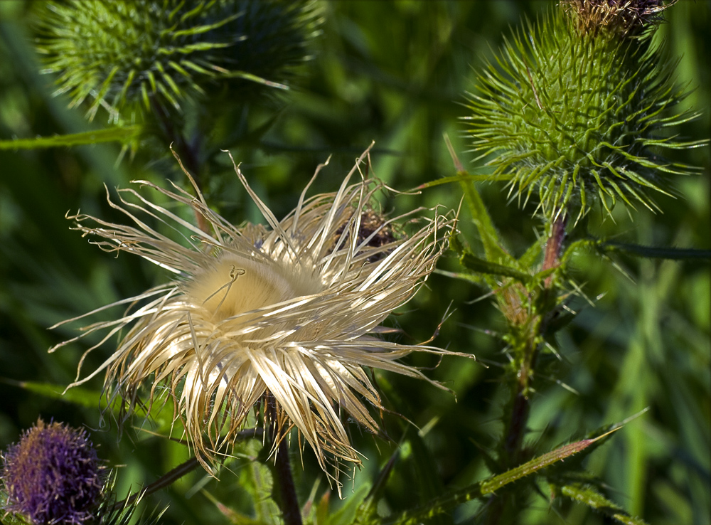 Thistle Tuff