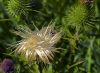 Thistle Tuff by Neil Macleod