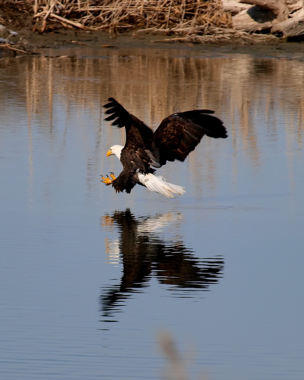 Eagle Strike