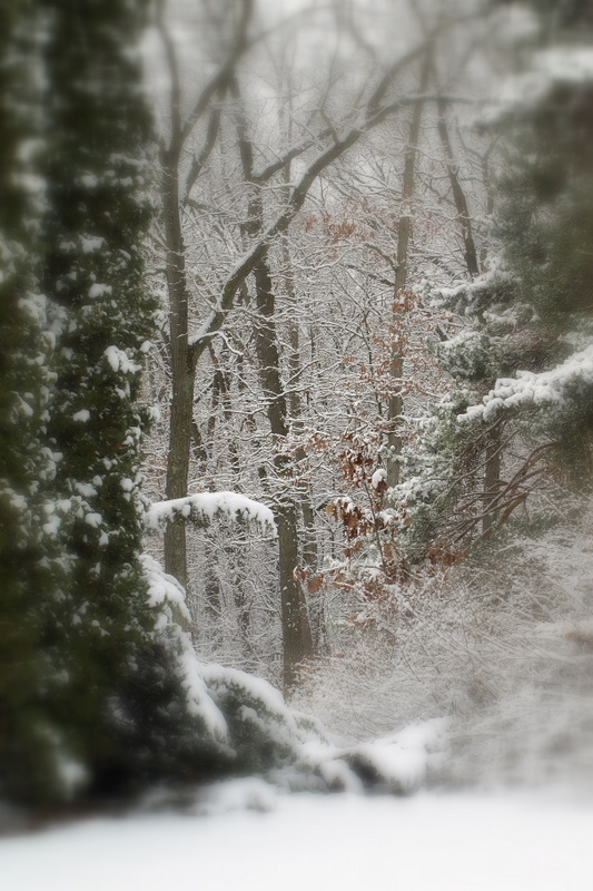 New Fallen Snow