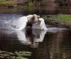 Swan