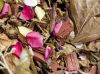 Macro - Garden Litter