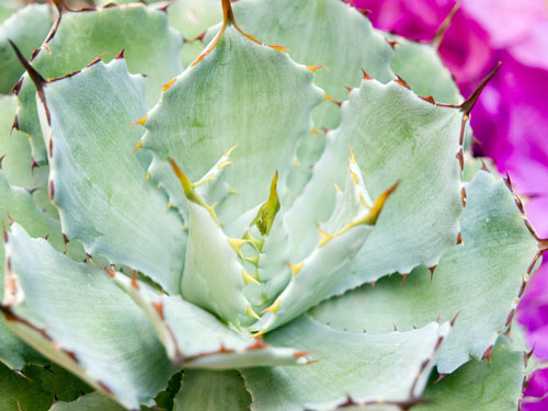 Cactus 2