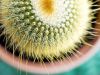 Cactus by Chris Pace