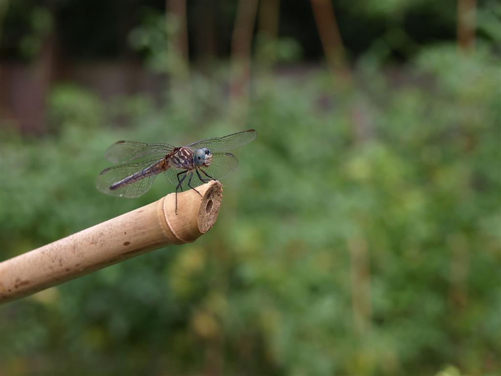 Blue Dasher