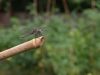 Blue Dasher by Mark Lannutti