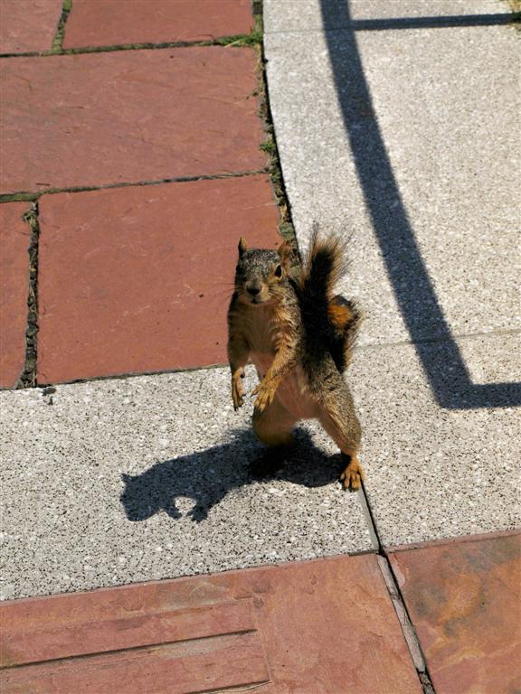 Squirrel
