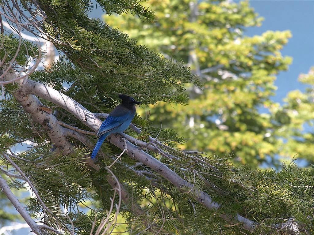 Stellar Jay
