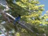 Stellar Jay by Mark Lannutti