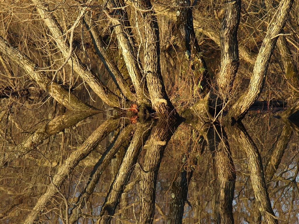 Trees