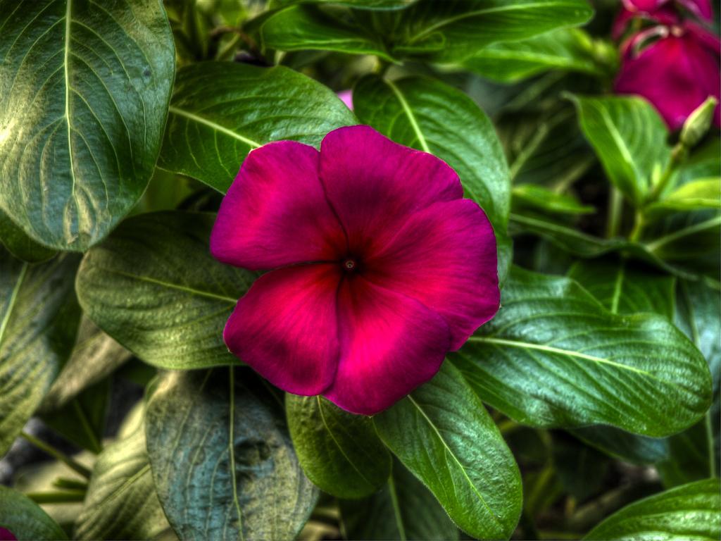 vinca