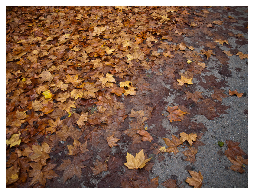 Autumn leaves