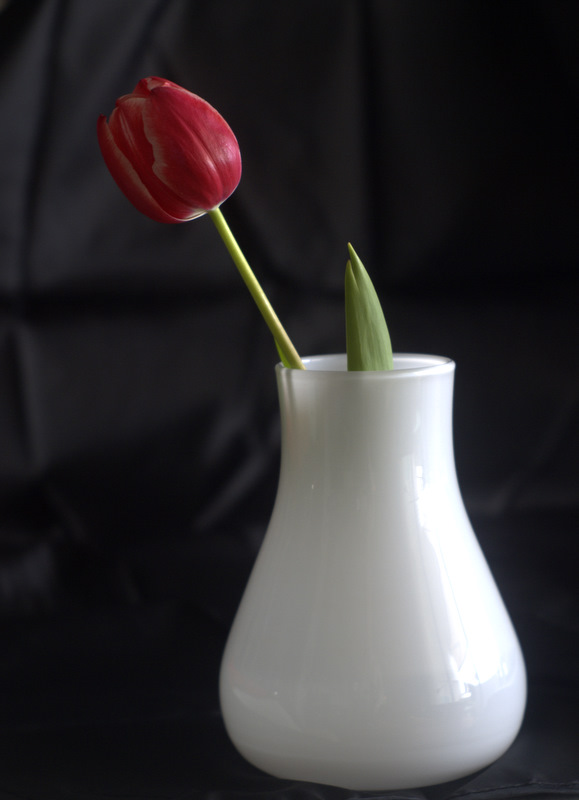 Tulip