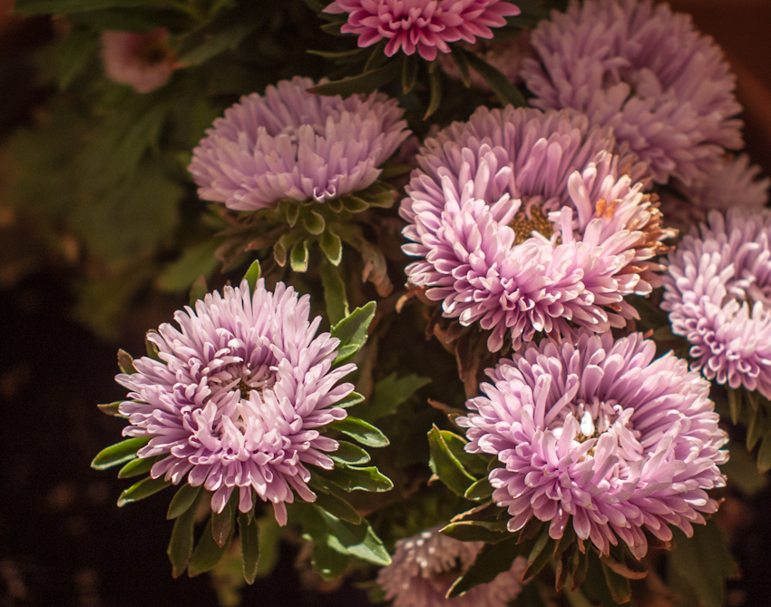Flowers