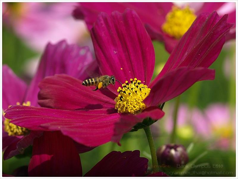 Bee
