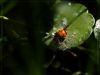 Bug by bank olympus