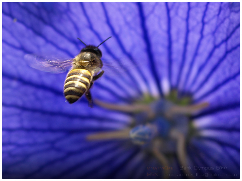 Bee3