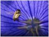 Bee3 by bank olympus