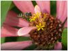 Bee2 by bank olympus