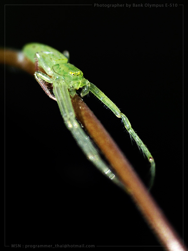 Spider