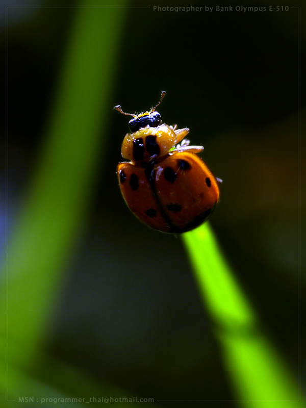 Bug 2