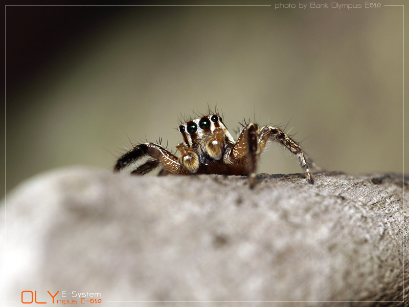 Spider again 2