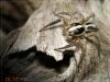 Spider again 3 by bank olympus