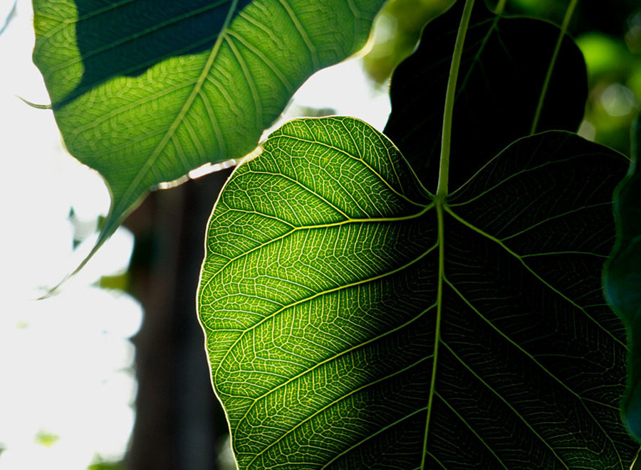 Leaf
