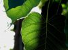 Leaf